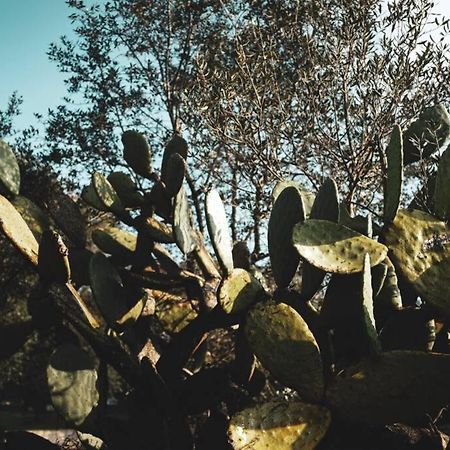 Tenuta Trullo Acquaro Ostuni Eksteriør billede