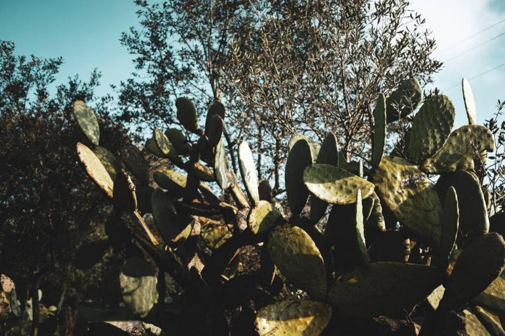 Tenuta Trullo Acquaro Ostuni Eksteriør billede